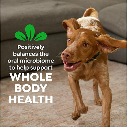 Greenies Veterinarian-Recommended Adult Natural Dental Dog Treats Regular Size, Dog Dental Chews, Original Flavor, (4) 18 Count Packs (72 Treats Total)