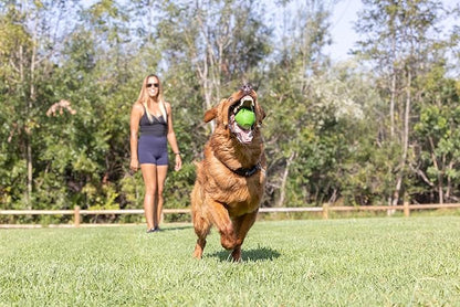 Chuckit! Erratic Dog Ball Interactive Toy For Dogs, Unpredictable Bounces, Small 2" For Small Breeds and Puppies, Pack of 2