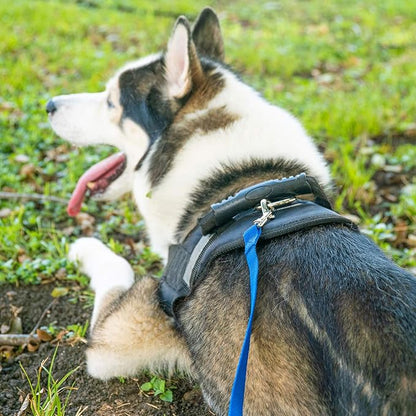 Hi Kiss Dog/Puppy Obedience Recall Training Agility Lead - 15ft 20ft 30ft 50ft 100ft Training Leash - Great for Training, Play, Camping, or Backyard - Pink 100ft