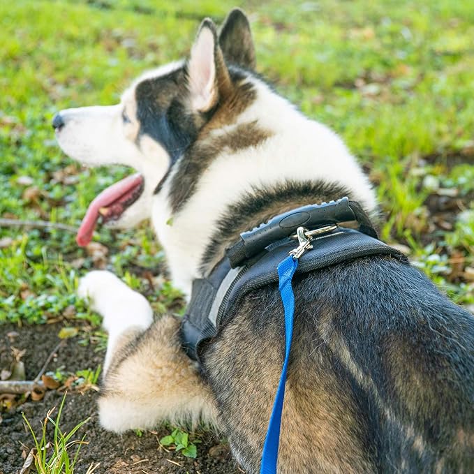 Hi Kiss Dog/Puppy Obedience Recall Agility Lead - 15ft, 20ft, 30ft, 50ft, 100ft Training Leash - Great for Training, Play, Camping, Backyard Blue 20 Feet