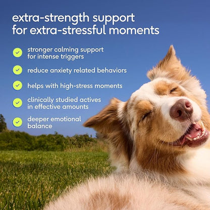 Native Pet Advanced Calming Chews for Dogs Large Breed - Anxiety Relief, Stress, Separation & Sleep Support with Melatonin for Dogs, Hydrolyzed Casein, Valerian Root & L-Tryptophan - 30 Days Supply