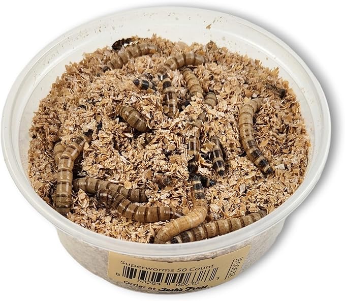 Josh's Frogs Superworms (50 Count)