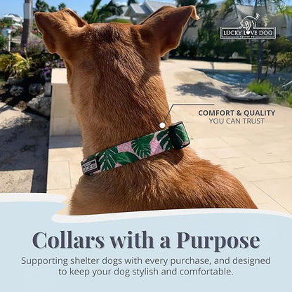 Lucky Love Dog - Adjustable Dog Collar with Easy Click Buckle for Small Ones, Durable, & Comfortable for Male & Female Dogs, Pet Collar for Puppies & Adult Dogs - Laguna, XS