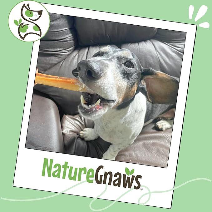 Nature Gnaws Small Bully Sticks for Dogs 5-6" (15 Count) - Long Lasting for Light Chewers and Puppies - Natural Thin Beef Dog Chew Bones - Rawhide Free