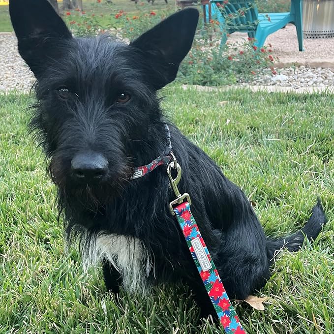 Lucky Love Dog - Easy Click Noel Dog Collar with Leash Set Combo, Durable & Comfortable for Male & Female Dogs, Pet Collar for Small Dogs, Secure Fit - Noel Combo, Small
