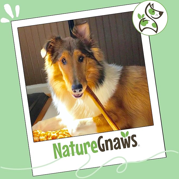 Nature Gnaws Extra Large Bully Sticks for Dogs 11-12" (3 Count) - Thick Long Lasting for Aggressive Chewers and Heavy Chewers - Natural Beef Dog Chew Bones