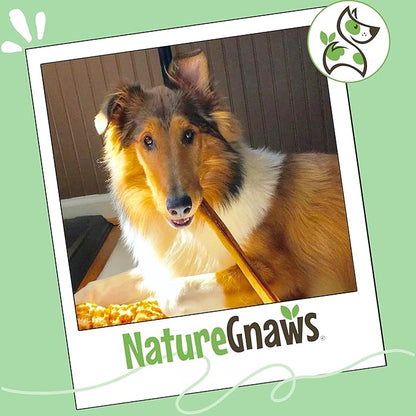 Nature Gnaws Extra Large Bully Sticks for Dogs 11-12" (3 Count) - Thick Long Lasting for Aggressive Chewers and Heavy Chewers - Natural Beef Dog Chew Bones