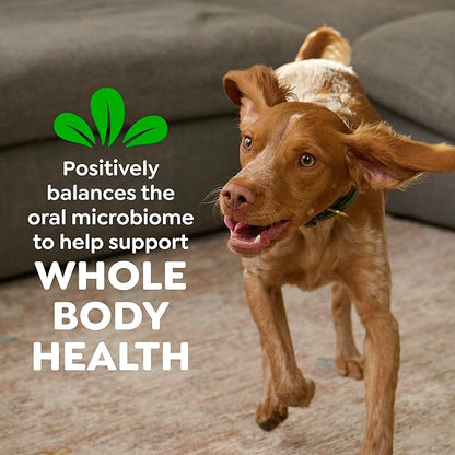Greenies Dog Treats, Veterinarian-Recommended Natural Dental Dog Treats, Large Size, Mint Flavor, 12 oz. Pack, 8 Count