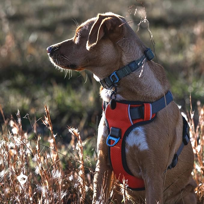 Embark Adventure Small Dog Harness – No-Pull, Reflective Trim, Military-Grade Nylon, Front Clip with Gel-Lined Handle