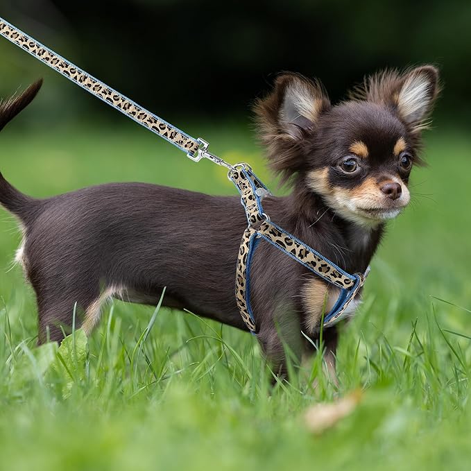 Mile High Life Leopard Dog Harness Collar Leash Set, Adjustable No Pull Dog Halter Harness for Small Breed Dogs, Easy Control for Training Walking (Blue, XS Chest 9"-15", Neck 8"-12")