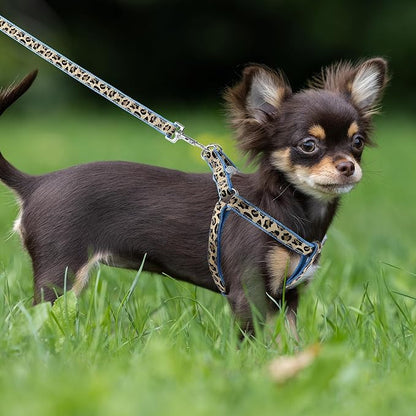 Mile High Life Leopard Dog Harness Collar Leash Set, Adjustable No Pull Dog Halter Harness for Small Breed Dogs, Easy Control for Training Walking (Blue, XS Chest 9"-15", Neck 8"-12")