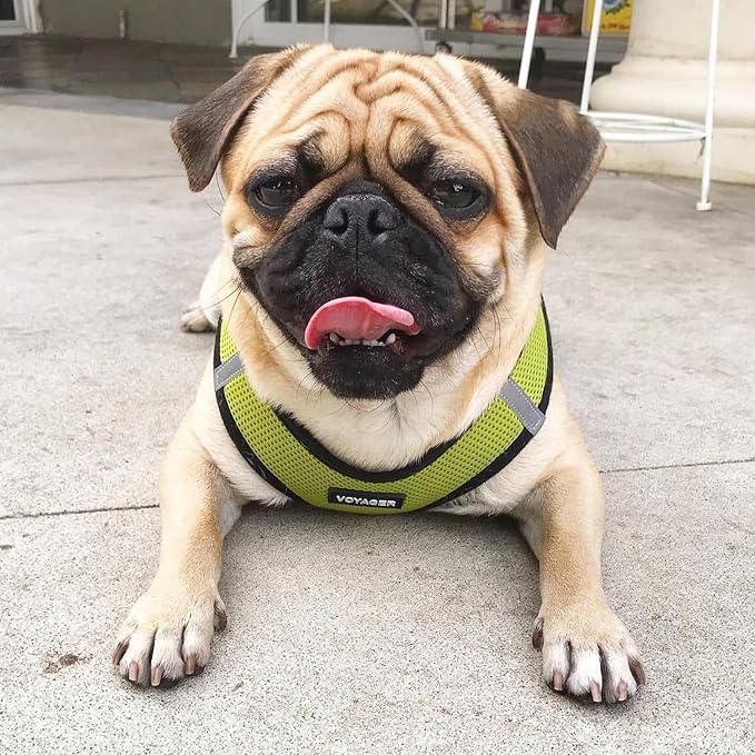 Best Pet Supplies Voyager Step-in Air Harness - All Weather Mesh, Reflective, No Pull Harness for Dogs, Cats - Secure with Hook & Loop Fastener, Buckle, Double D-Rings - Lime Green/Black Trim, L
