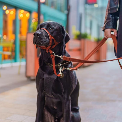 Halti Headcollar - Stop Your Dog Pulling on The Leash. Adjustable, Reflective and Lightweight, with Padded Nose Band. Dog Training Anti-Pull Collar for Medium Dogs (Size 3, Burnt Orange)