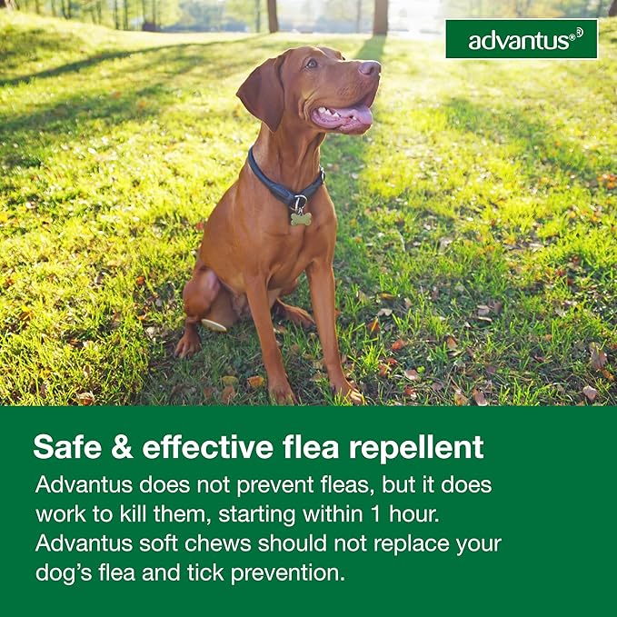 Advantus Dog Fast Acting Oral Flea Treatment Soft Chewable 23 - 110 lbs. | 30 ct.