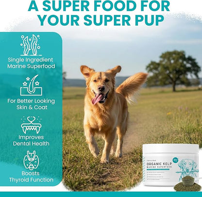 Kelp Supplement for Dogs - 16 oz of Kelp Powder Granules with 5cc Spoon - Good for Healthy Thyroid Function, Reduce Dental Plaque, and Skin Health - Made in the USA
