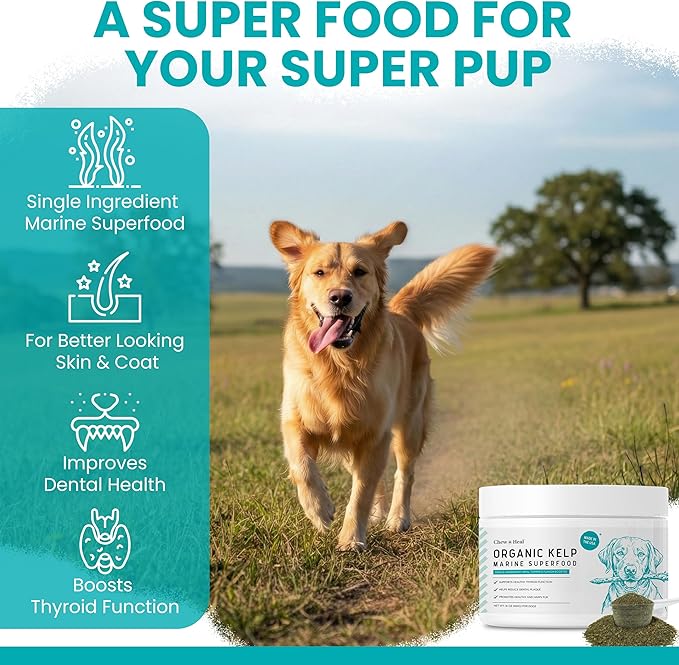 Sea Kelp Powder for Dogs - Thyroid, Dental & Plaque Support, Skin & Coat - Chew + Heal Labs Iodine-Rich 4 oz Kelp Supplement, Digestion & Immune, Seaweed Meal Topper with 5cc Spoon, Made in USA