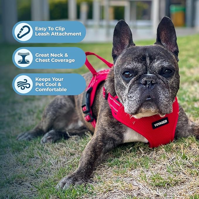 Best Pet Supplies Voyager Adjustable Step-in Flex Breathable Mesh Dog Harness for Small Medium Large Dogs Leash Set (Red), M