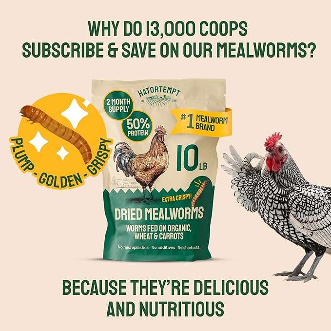 Hatortempt Dried Mealworms - Non-GMO & Organic - High-Protein Mealworms for Wild Bird Food, Ducks & Chickens (5lb)