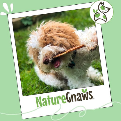 Nature Gnaws Extra Thin Bully Sticks for Small Dogs 5-6" (10 Count) - Long Lasting for Light Chewers and Puppies - Natural Beef Dog Chew Bones