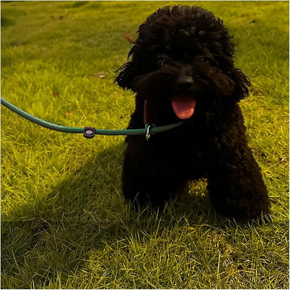 BTINESFUL 7FT Slip Lead Dog Leash, 1/4 inch Lightweight Nylon Rope Leash, No-Pull Training Lead for Small Medium Dogs, Dark Green