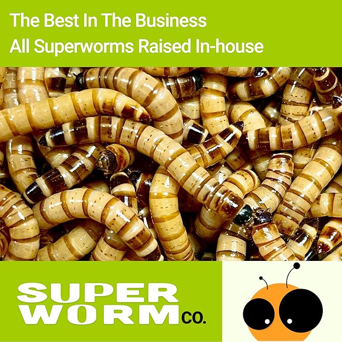 Live Superworms - 1000 Large - Live Arrival Guaranteed