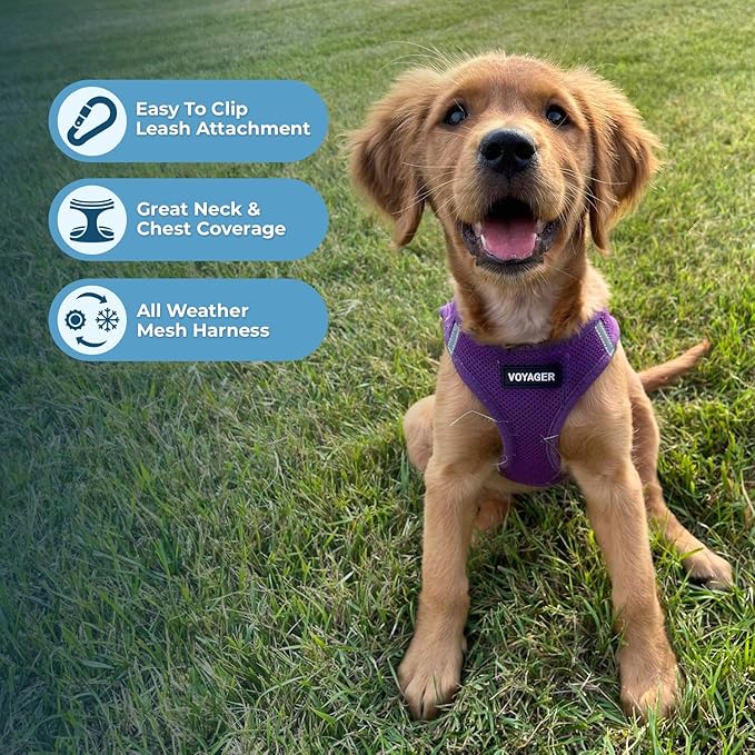 Best Pet Supplies Voyager Step-in Air Harness - All Weather Mesh, Reflective, No Pull Harness for Dogs, Cats - Secure with Hook & Loop Fastener, Buckle, Double D-Rings - Purple, M