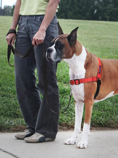 PetSafe Deluxe Easy Walk Harness - Trainer-Trusted Dog Chest Harness with Breathable Martingale Loop Design - Helps Stop Pulling with No Choking & Gagging - Large - Rose