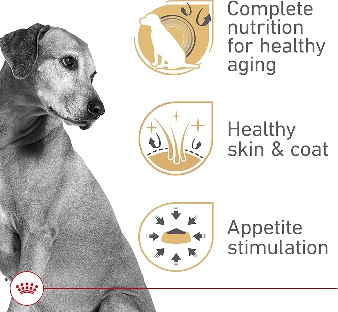 Royal Canin Canine Health Nutrition Mature Mature In Gel Dog Food, 13.5 oz (Pack of 12)