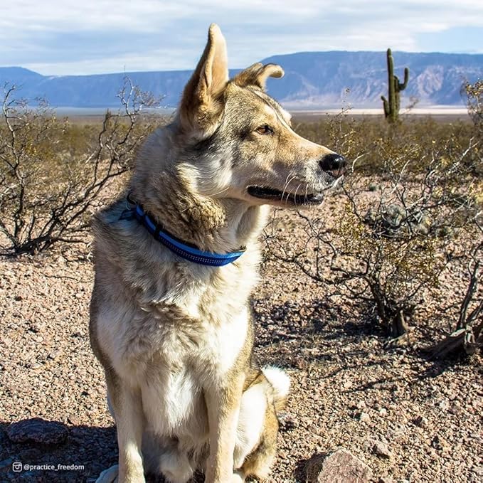Coastal Pet K9 Explorer Reflective Adjustable Dog Collar - Comfortable Collar for the Outdoors - Durable, Lightweight Accessory with Side-Release Buckle - Sapphire, 1" x 12-18"