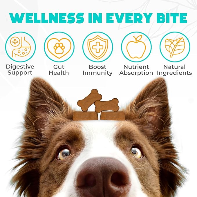 Probiotics for Dogs Chews - 60 pcs - Digestive & Gut Health Support - Probiotic Chews for Dogs with Enzymes & Natural Ingredients - US Formula - Beef Flavored