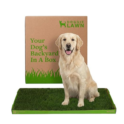 DoggieLawn XL - Real Grass Dog Pee Pad with Built-in Disposable Tray | No Cleaning, Odor-Free | Indoor Outdoor Potty Training for Puppies & Large Dogs | 48" x 24"