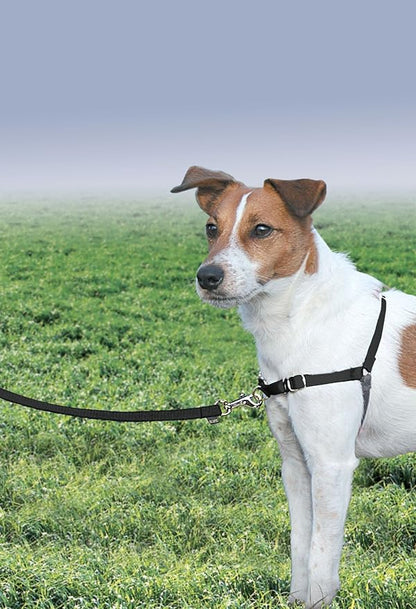 PetSafe Easy Walk Harness for Dogs - Pull-Free Walks - Patented Martingale Loop Design - Front Chest Leash Attachment - Comfort Straps - Breathable Harness Design - Small, Black/Silver