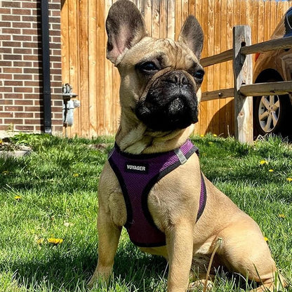 Best Pet Supplies Voyager Step-in Air All Weather Mesh Harness and Reflective Dog 5ft Leash Combo with Neoprene Handle, for Small, Medium and Large Breed Puppies - Set (Purple/Black Trim), XX-Small