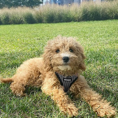 Best Pet Supplies - All Weather Mesh/Plush, Reflective, No Pull Harness for Small, Medium Dogs, Cats - Secure with Hook & Loop Fastener, Buckle, Double D-Rings - Gray 2-Tone, S