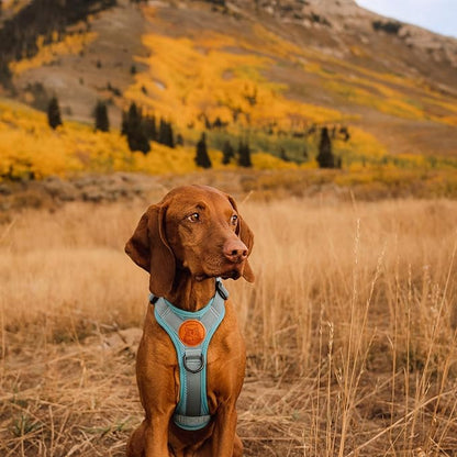 Wilderdog Lightweight Dog Harness with Reflective Straps - Large - Seafoam