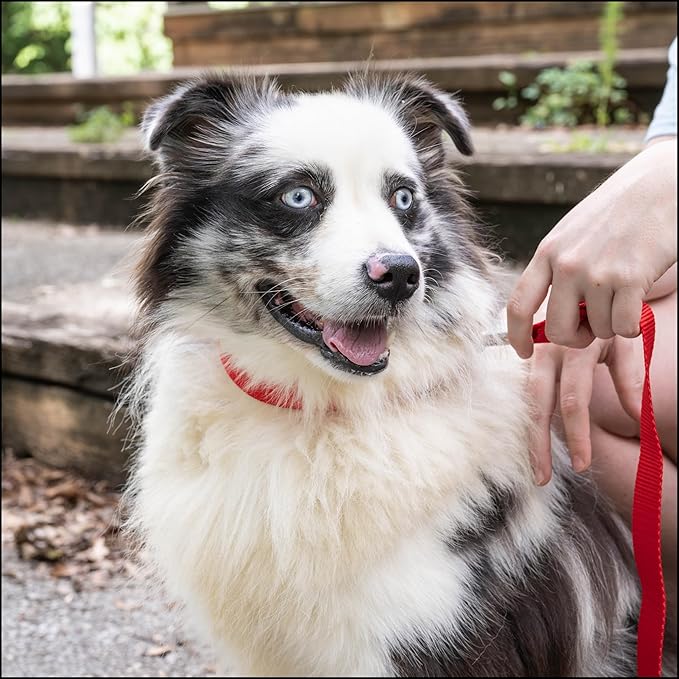 Country Brook Petz - Everyday Nylon Dog Collar for Large, Medium, and Small Dogs and Puppies - for Everyday Use in 10+ Warm Colors (Extra Large, 1 Inch Wide, Bright Red)