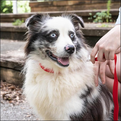Country Brook Petz - Everyday Nylon Dog Collar for Large, Medium, and Small Dogs and Puppies - for Everyday Use in 10+ Warm Colors (Extra Large, 1 Inch Wide, Bright Red)