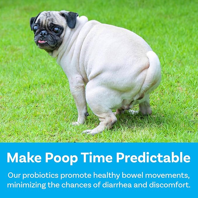 PawSafe® Dog Probiotics Soft Chews for Picky Eaters - USA Made, 120 Count - Digestive & Gut Health, Diarrhea, Gas Relief, Allergy & Itchy Skin Support - Natural with Pumpkin - Honey Chicken Flavor