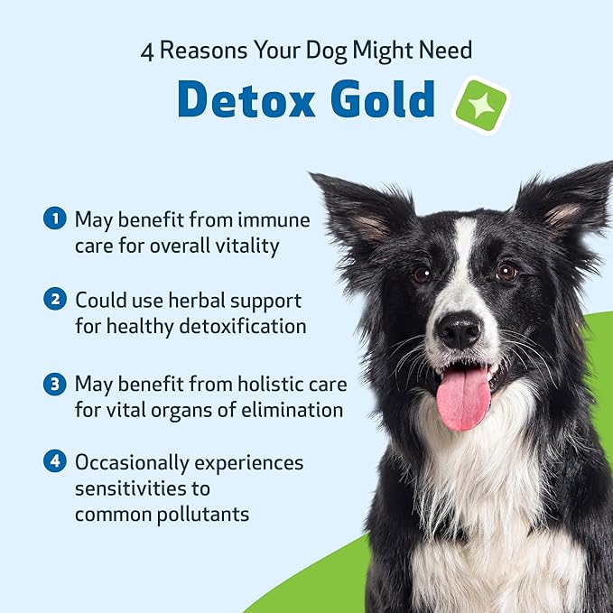 Pet Wellbeing Detox Gold for Dogs & Cats - Gentle Detoxification & Elimination Support, Immune System Care, Nettle, Blessed Thistle - Veterinarian-Formulated Herbal Supplement 4 oz (118 ml)