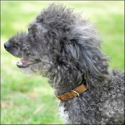 Country Brook Petz - Everyday Nylon Dog Collar for Large, Medium, and Small Dogs and Puppies - for Everyday Use in 10+ Warm Colors (3XS, 3/8 Inch Wide, Coyote Tan)