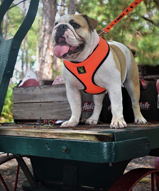 EcoBark Dog Leash - Soft & Reflective Comfort Training Leashes with Padded Handle - Strong Durable Heavy Duty - Training and Pulling for Small, Medium or Large Dogs (Orange)