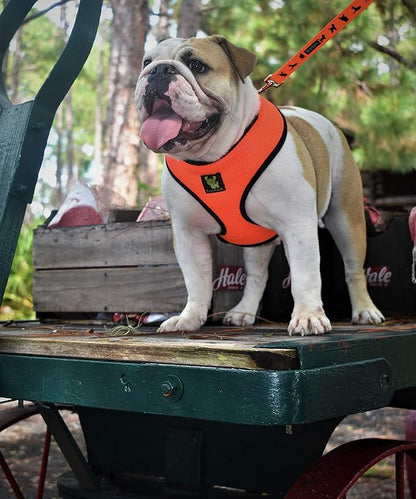 EcoBark Dog Leash - Soft & Reflective Comfort Training Leashes with Padded Handle - Strong Durable Heavy Duty - Training and Pulling for Small, Medium or Large Dogs (Orange)
