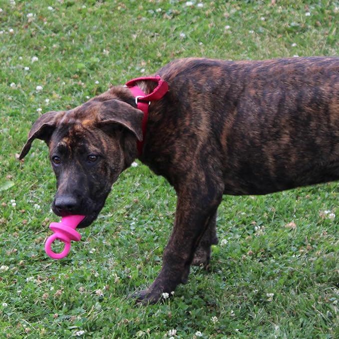 SPOT Puppy Pacifier Latex Dog Toy – Soft Binky-Shaped Chew for Teething Puppies & Small Dogs, 4.5 Inch, for Light Chewers Only, Squeaky Natural Latex, Assorted Colors