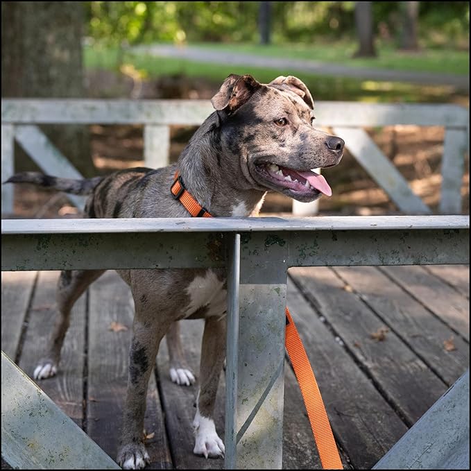 Country Brook Petz - Everyday Nylon Dog Collar for Large, Medium, and Small Dogs and Puppies - for Everyday Use in 10+ Warm Colors (Large, 1 Inch Wide, Orange)