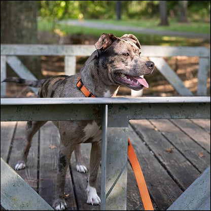 Country Brook Petz - Everyday Nylon Dog Collar for Large, Medium, and Small Dogs and Puppies - for Everyday Use in 10+ Warm Colors (Medium, 3/4 Inch Wide, Orange)