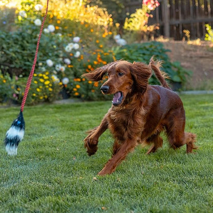 Outward Hound Tail Teaser Interactive Dog Wand Toy with Squeaky Plush Teaser and Crinkle Sounds for Active Play, Multicolored