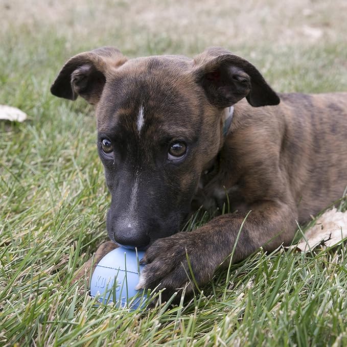 KONG Puppy Ball w/ Hole - Soft & Durable Activity Ball for Puppies - Dog Toy Supports Healthy Exercise & Interactive Play - Dog Toy for Natural Teething - For Small Puppies - Assorted Colors