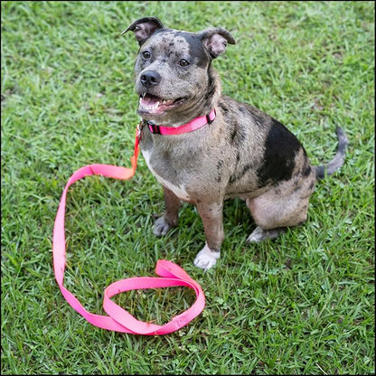 Country Brook Petz - Everyday Nylon Dog Collar for Large, Medium, and Small Dogs and Puppies - for Everyday Use in 10+ Warm Colors (Medium, 3/4 Inch Wide, Hot Pink)