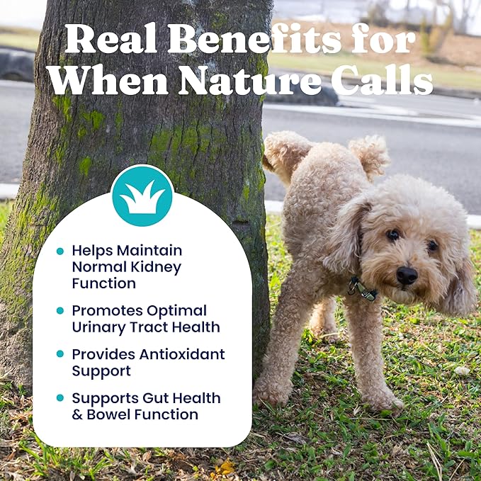 New Solid Gold Cranberry Supplement for Dogs for Urinary Tract Health - UTI + Bladder + Kidney Support for Dogs of All Life Stages w/Antioxidants (3.5 Ounce Powder, Smoked Bacon)
