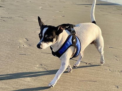 Gooby Escape Free Easy Fit Harness - Blue, Large - No Pull Step-in Patented Small Dog Harness with Quick Release Buckle - Perfect On The Go No Pull Harness for Small Dogs or Medium Dog Harness